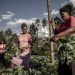 Members of the Blessed Achievers Group working in a garden of indigenous vegetables at a farm in Kiambu, Kenya. © FAO/Luis Tato